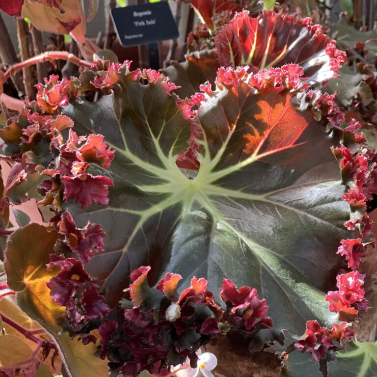 Begonia Show & Sale
