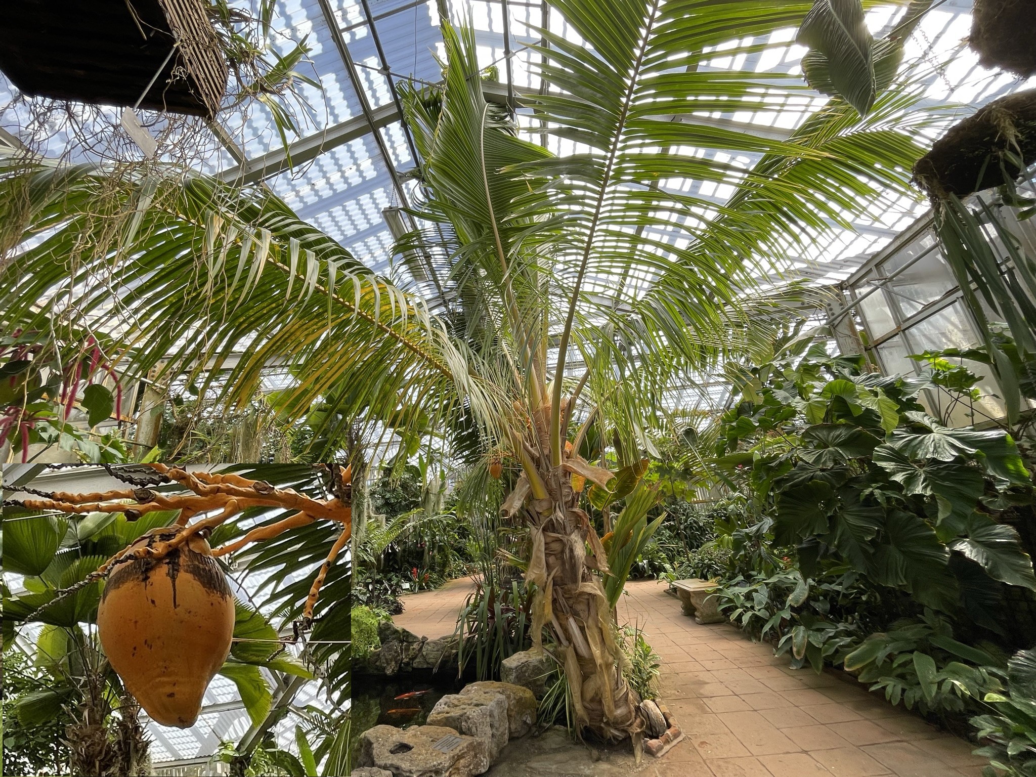 Tropical Conservatory Plant List - Sherman Library and Gardens