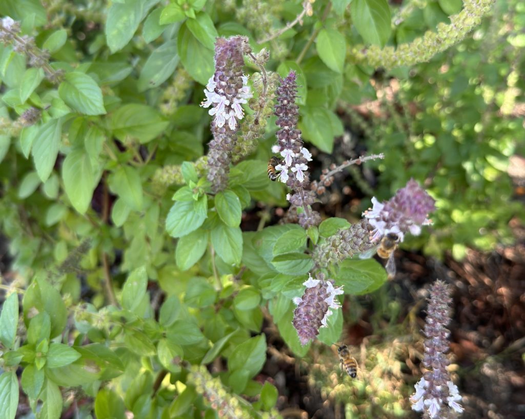 Central Garden Border Plant List – Sherman Library and Gardens