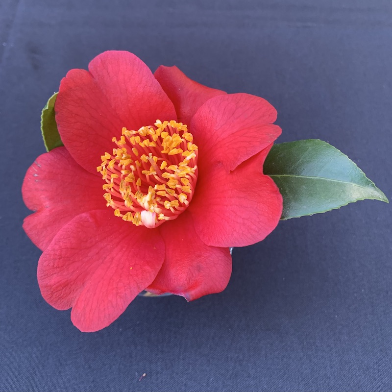Talk and Demonstration: Camellia Flower Arranging for the Home | Sherman Library & Gardens