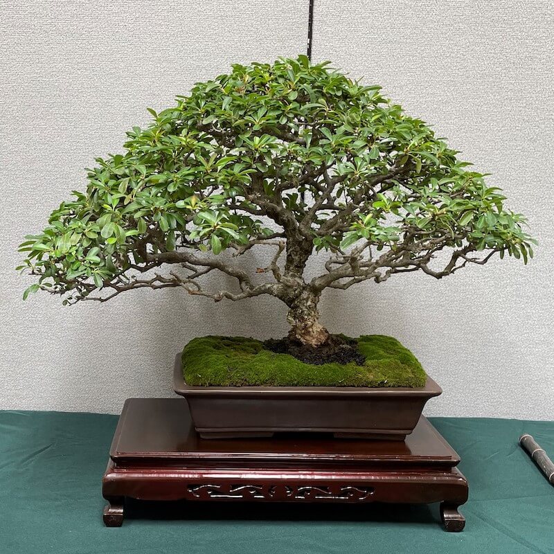 Demonstration: What is a traditional Japanese bonsai display? | Sherman Library & Gardens