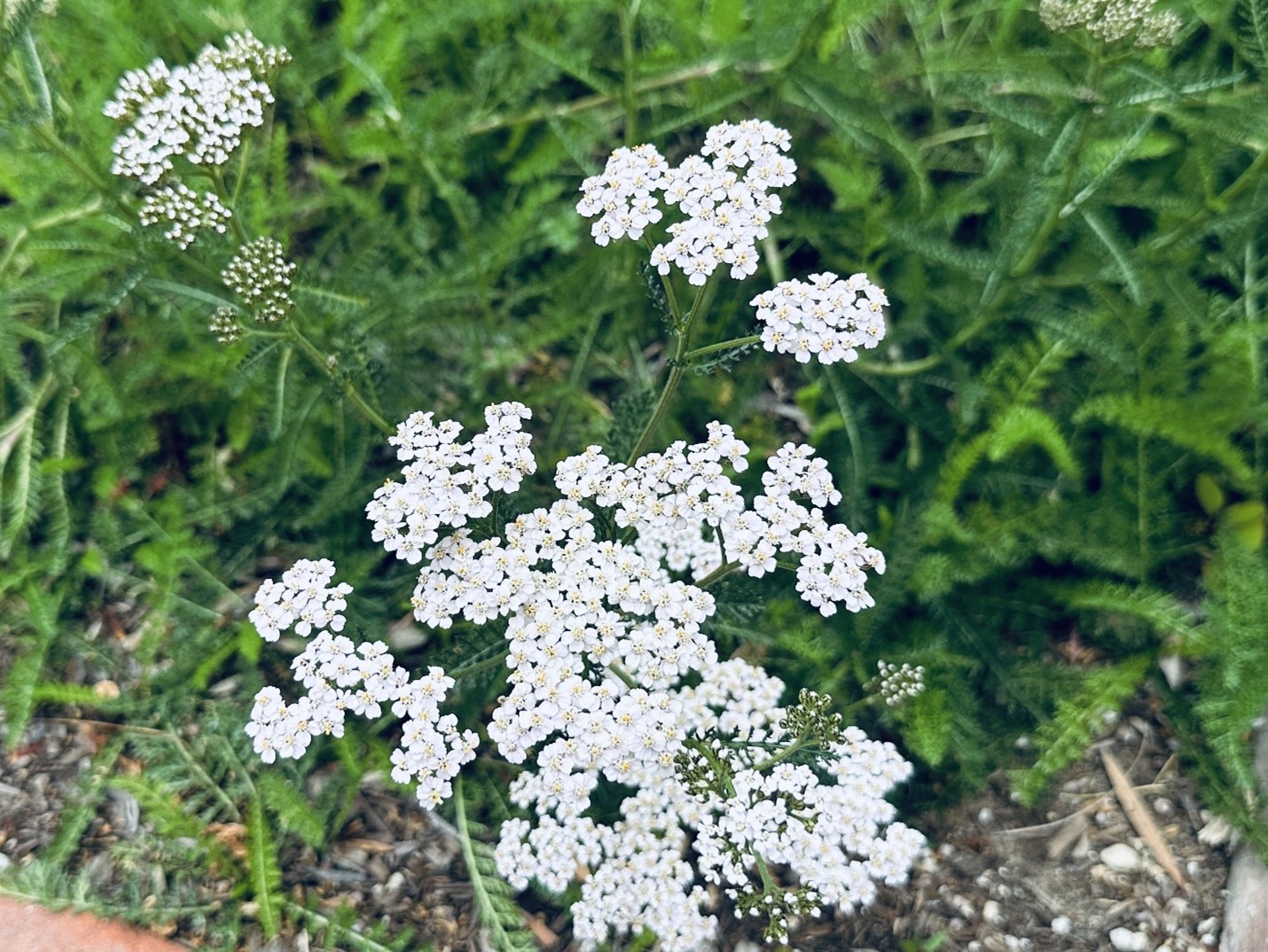 Island Ecology Garden Plant List - Sherman Library and Gardens