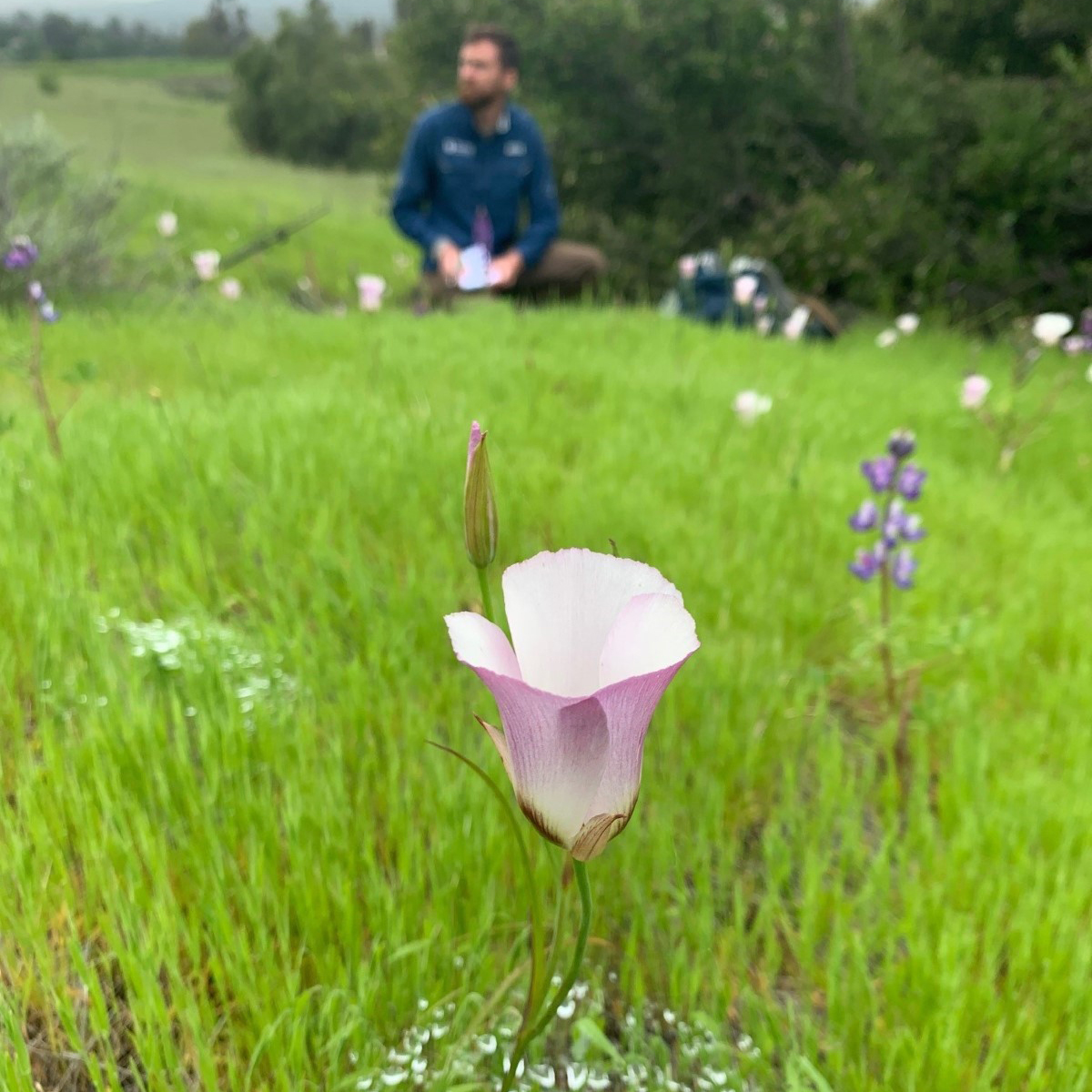 Talk - Conserving Calochortus - How public gardens can play a role in native species conservation | Sherman Library and Gardens