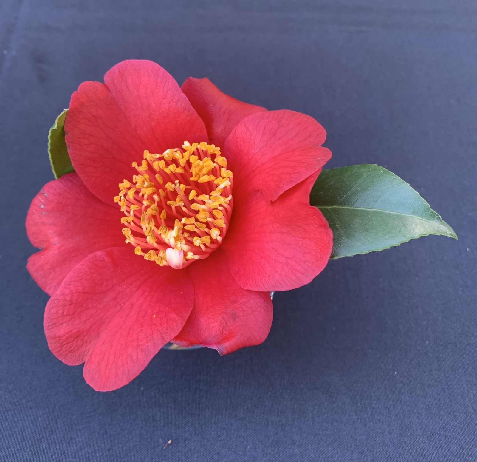 Talk and Demonstration - Camellia Flower Arranging for the Home | Sherman Library & Gardens