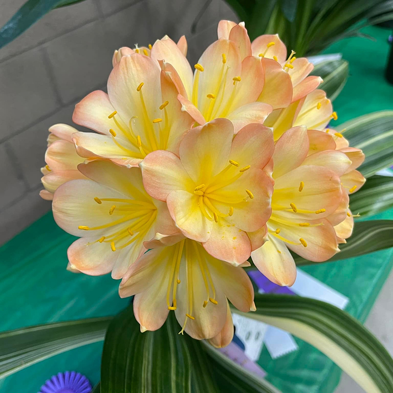 Talk and Demonstration - Dividing and Re-potting Clivias | Sherman Library and Gardens