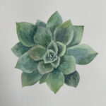 Watercolor Class - Succulent | Sherman Library & Gardens