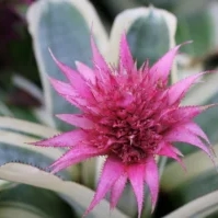 Bromeliad Plant Show & Sale | Sherman Library & Gardens