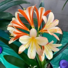 Clivia Show and Sale | Sherman Library & Gardens
