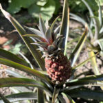 Tour of the Bromeliad Collection at Sherman Gardens