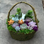 Succulent Workshop: Spring Basket | Sherman Library & Gardens
