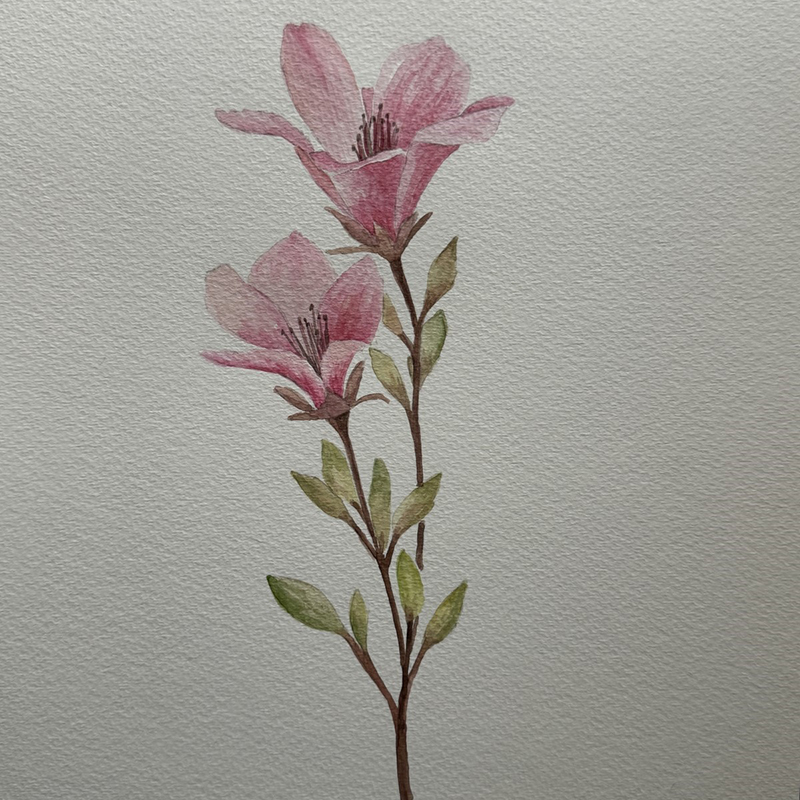 Watercolor Class -Spring Bloom | Sherman Library & Gardens