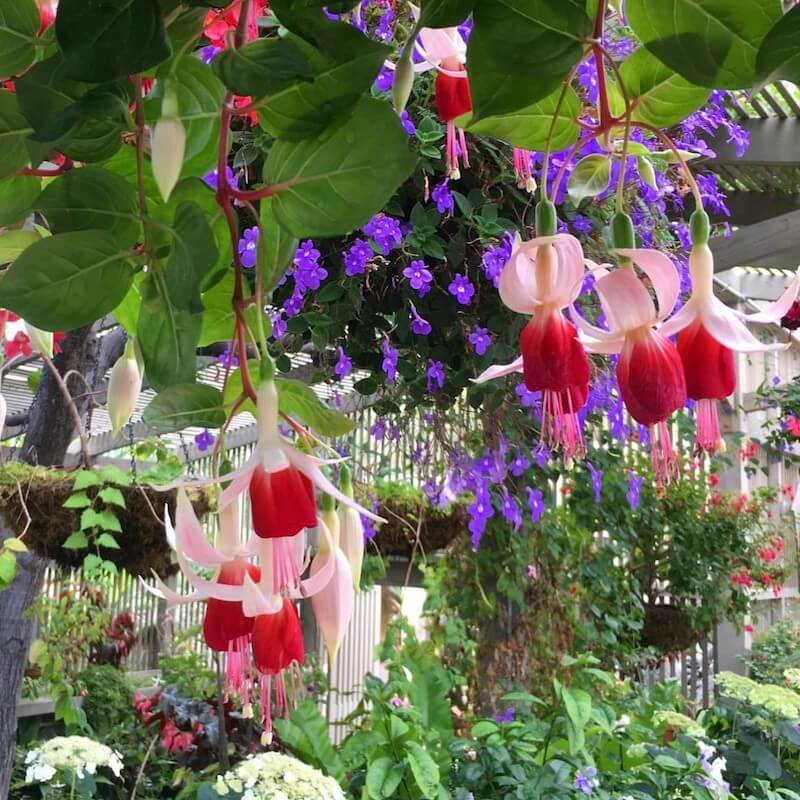 Fuchsia Flower Show & Sale | Sherman Library & Gardens