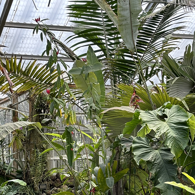 Tour of the Conservatory | Sherman Library & Gardens