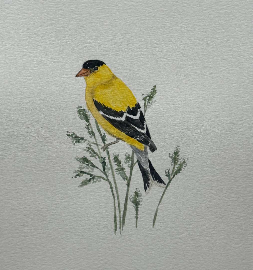 Watercolor Class - Bird on a perch | Sherman Library & Gardens