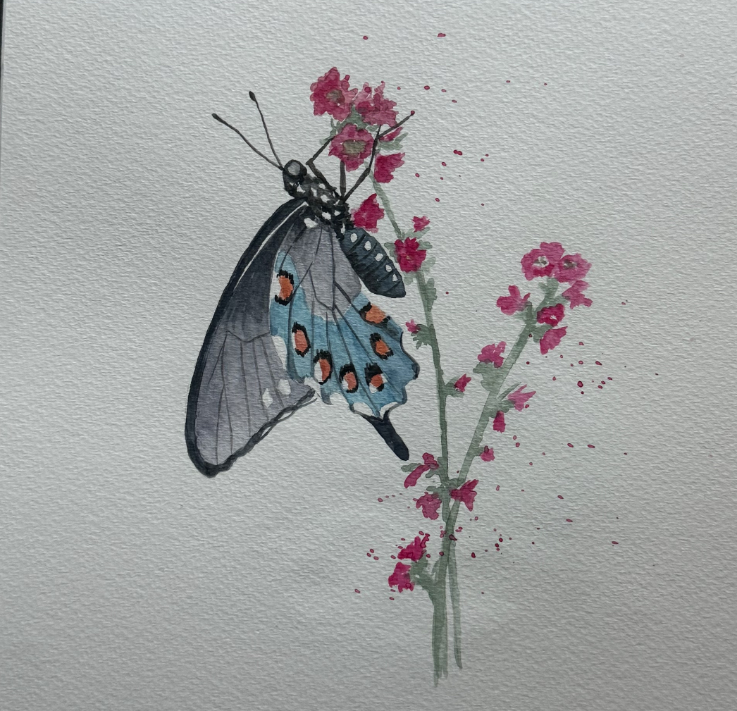 Watercolor Class - Butterfly | Sherman Library & Gardens