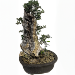 Talk: Bonsai... Plants and Trees other than Pine and Juniper