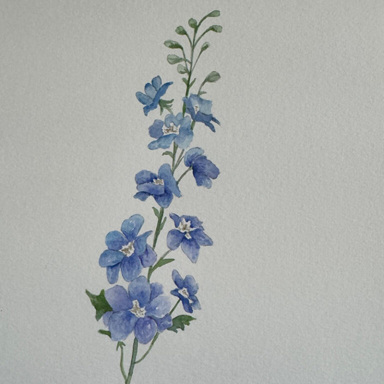 Watercolor Class: Larkspur