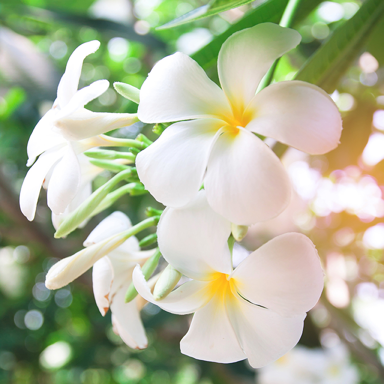 Plumeria Propagation: How to Root a Cutting