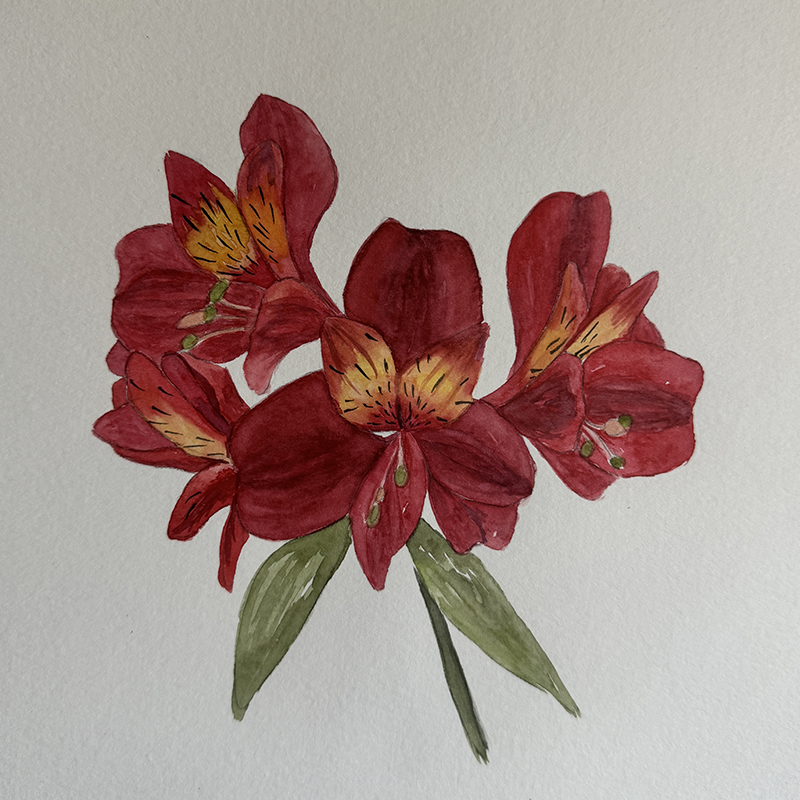 Watercolor Class - Alstroemeria - Peruvian Lily