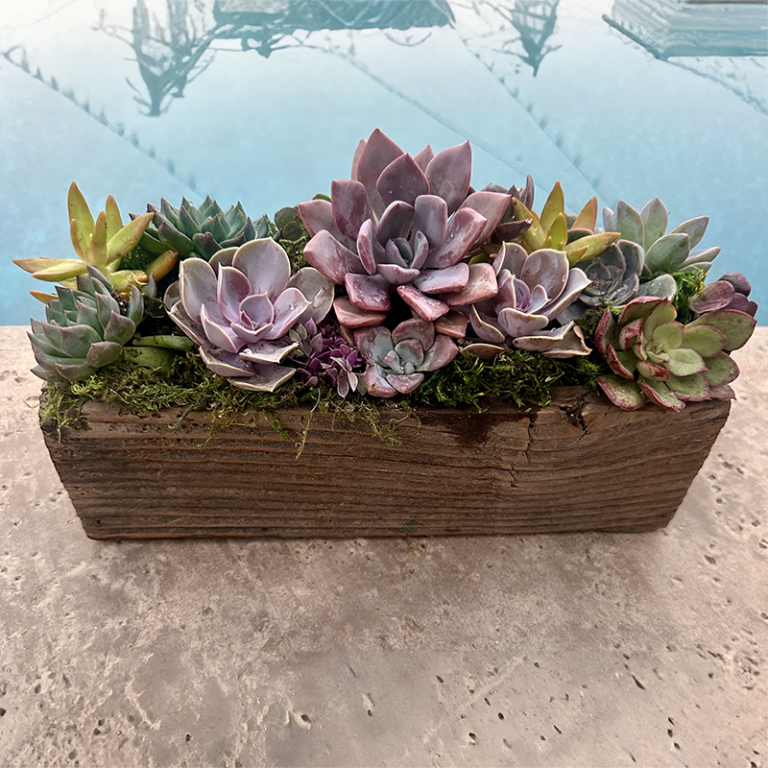 Thanksgiving Succulent Wooden Box Workshop