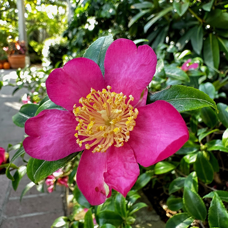 Member Mondays: Camellias & Living Collections at Sherman