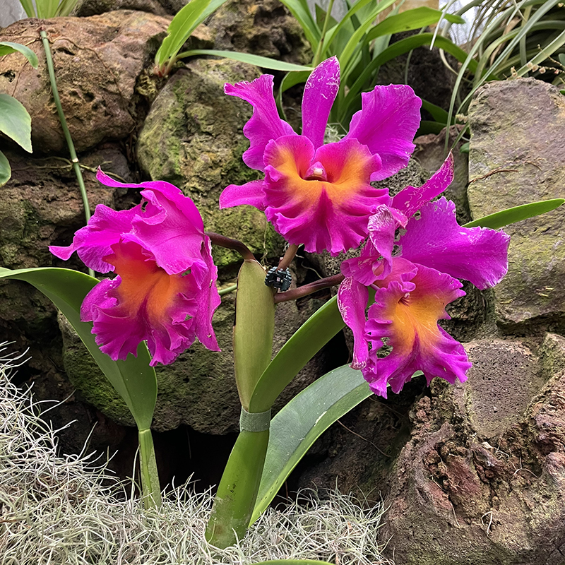 Talk and Q&A: The Orchid Greenhouse