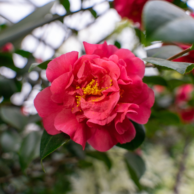 Workshop: Creating Bonsai with Dwarf Camellia