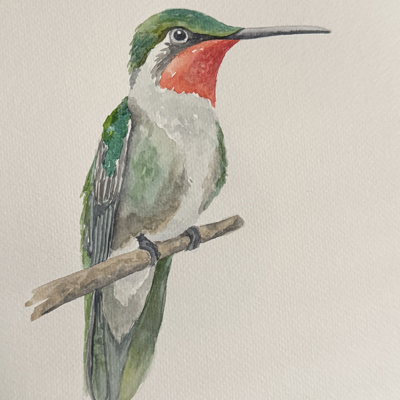 Watercolor Class: Hummingbird