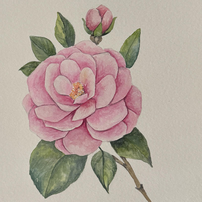 Watercolor Class: Camellia