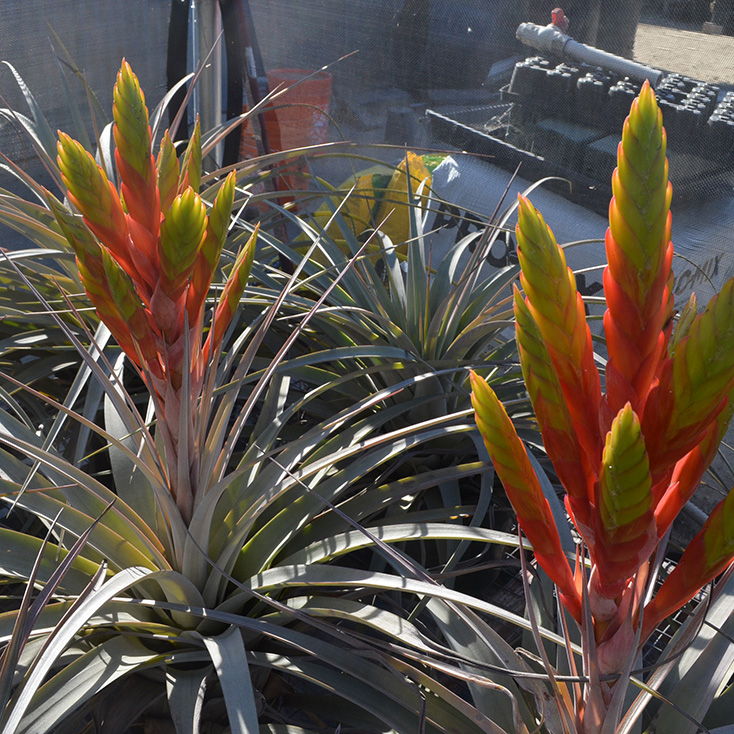 Talk & Demonstration: Introduction to Bromeliads