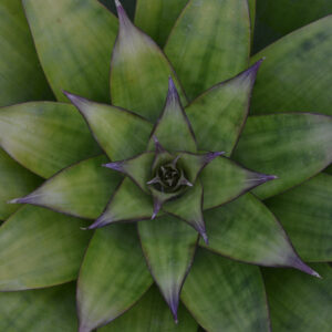 Introduction to Bromeliads