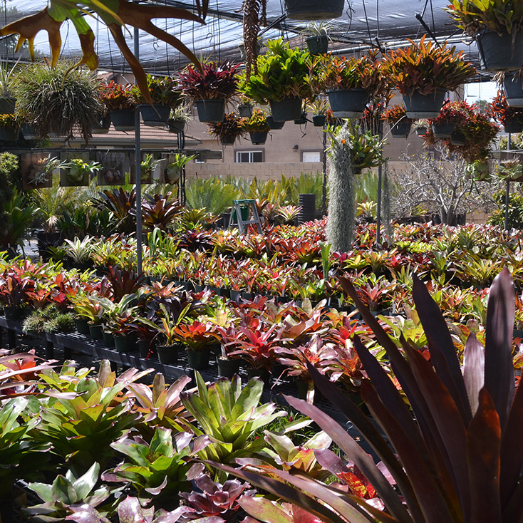 Bromeliad Show and Sale