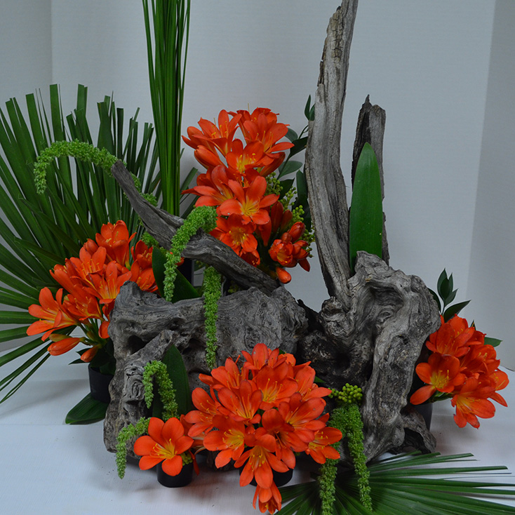 Clivia Show and Sale