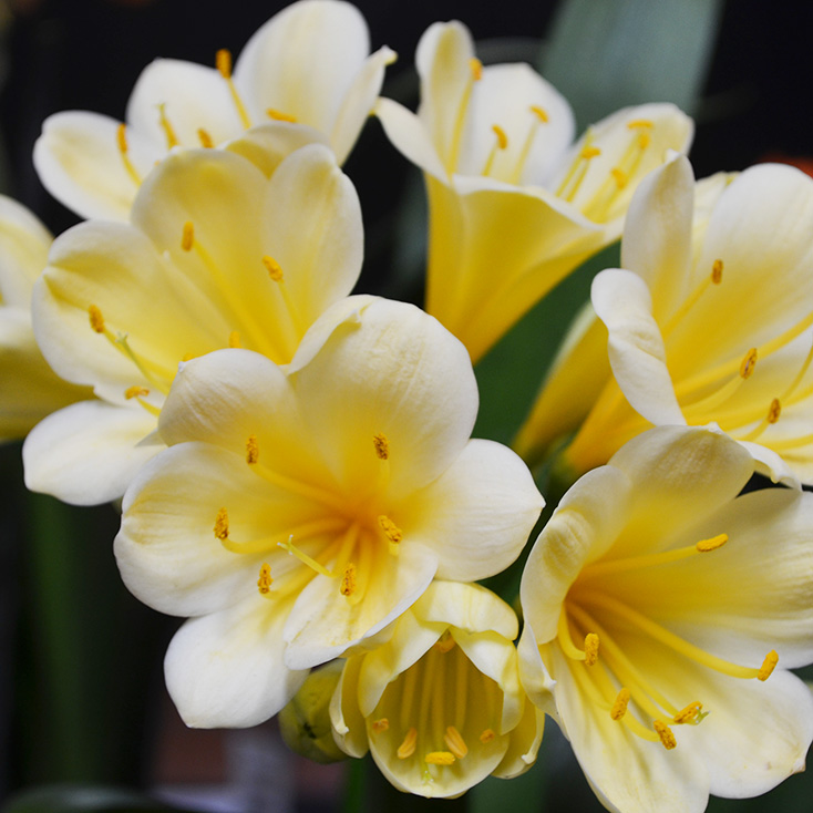 Talk & Demonstration: Clivia Culture