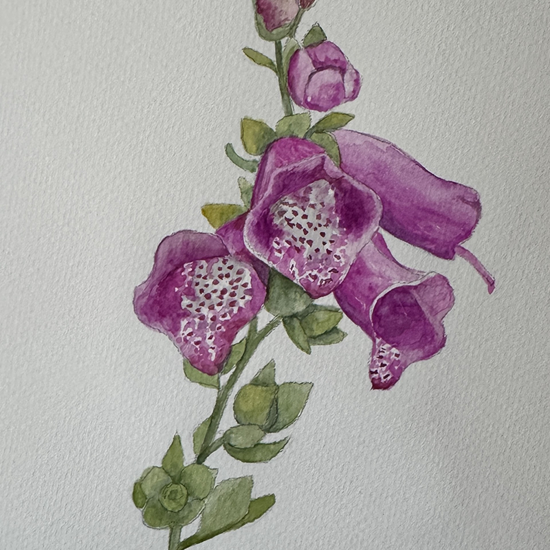 Watercolor Workshop: Foxglove