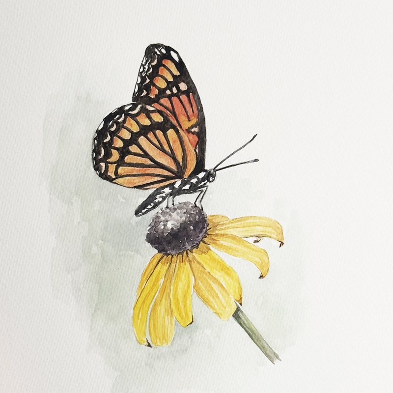 Watercolor Class: Monarch Butterfly