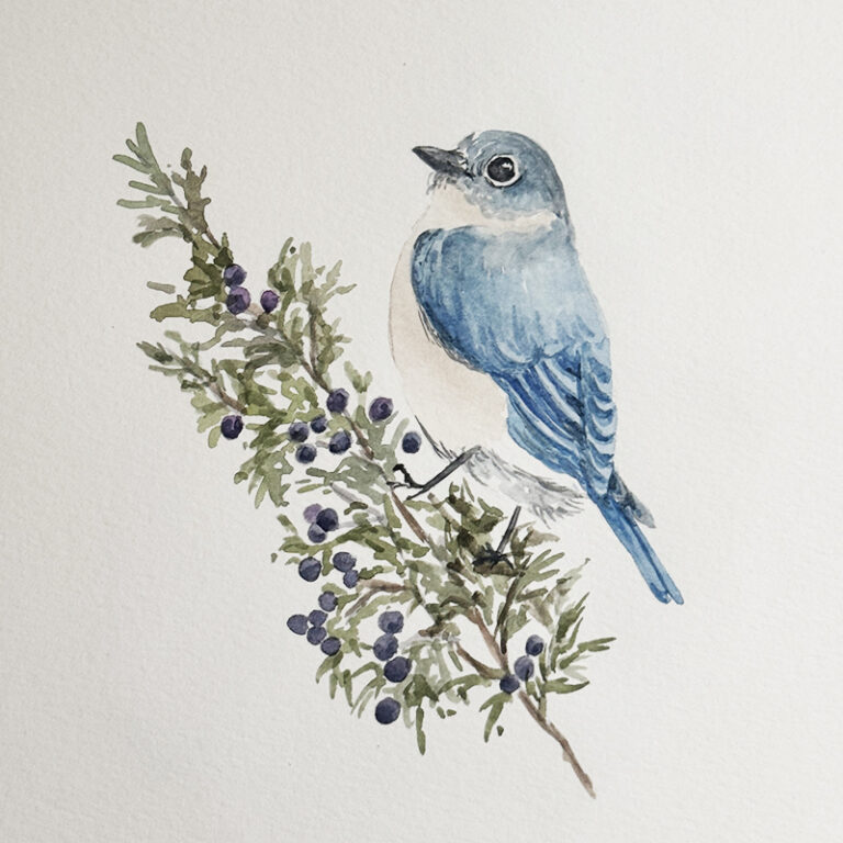 Watercolor Class: Bluebird