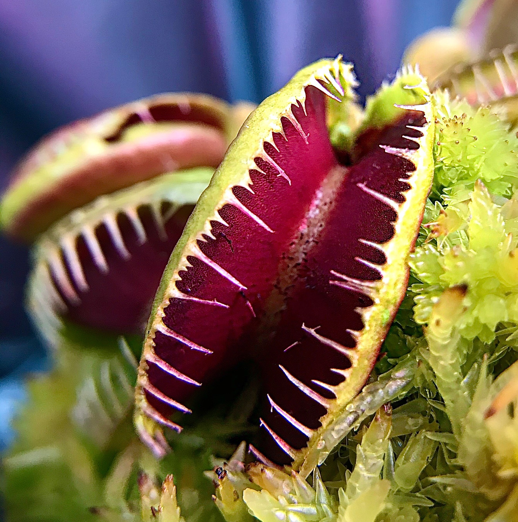 Carnivorous Plant Show and Sale