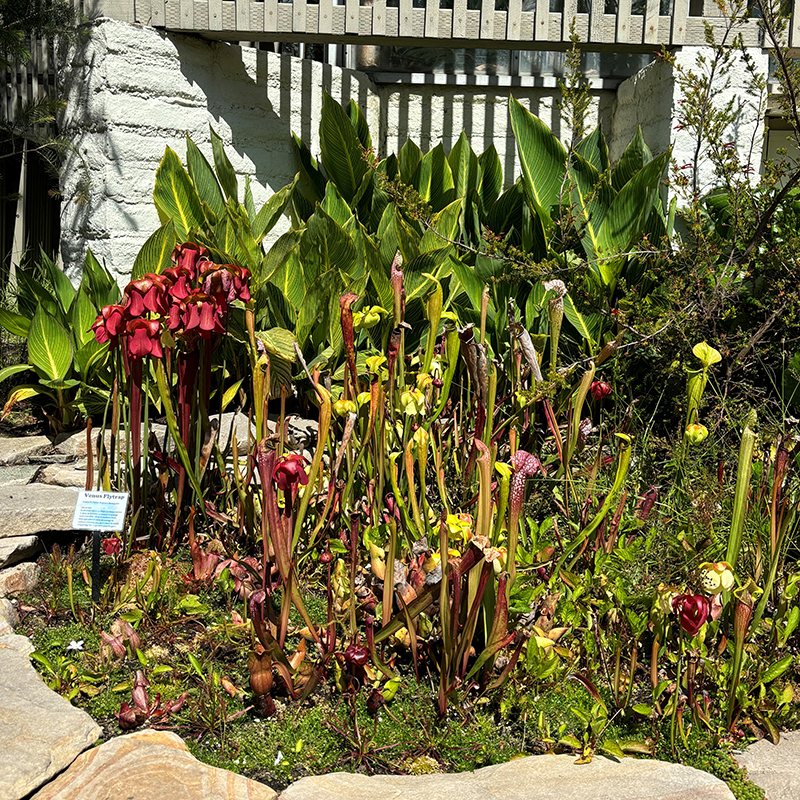 Tour of the Carnivorous Bog at Sherman