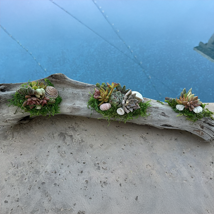 Succulent Driftwood Workshop