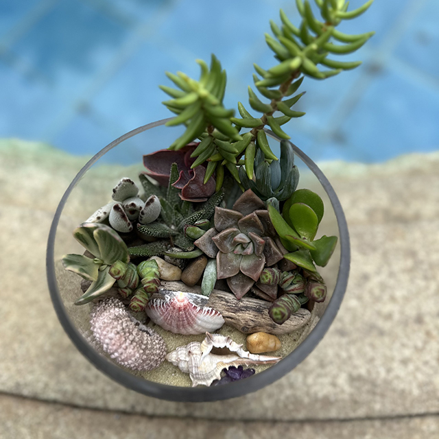 Workshop: Beach Glass Terrariums