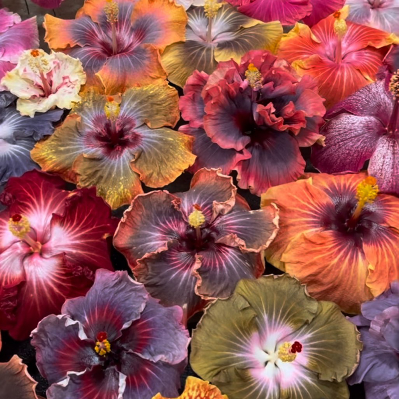 Hibiscus and Plumeria Show and Sale