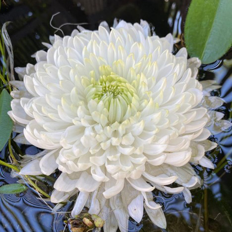 Chrysanthemum Show