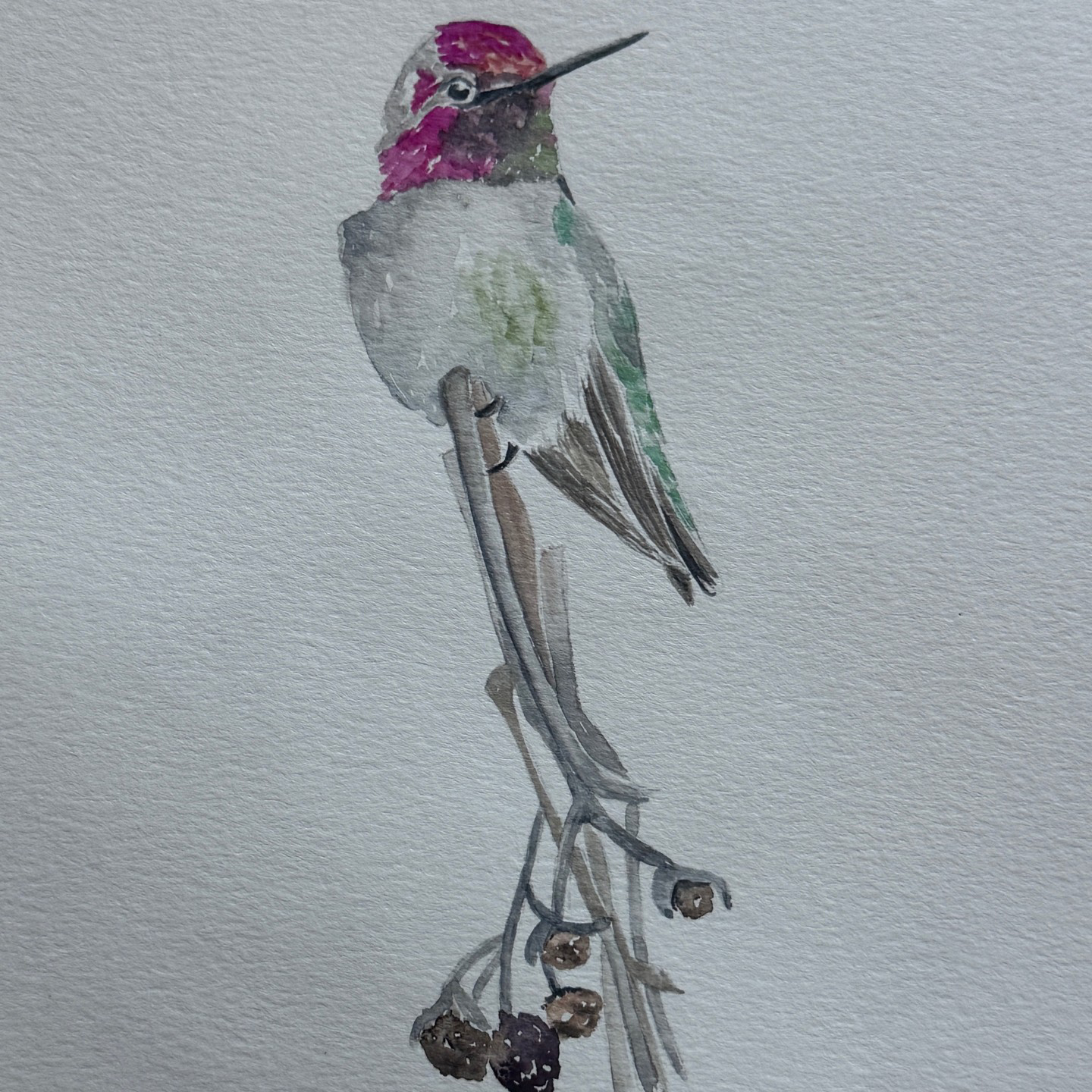 Watercolor Class: Hummingbird