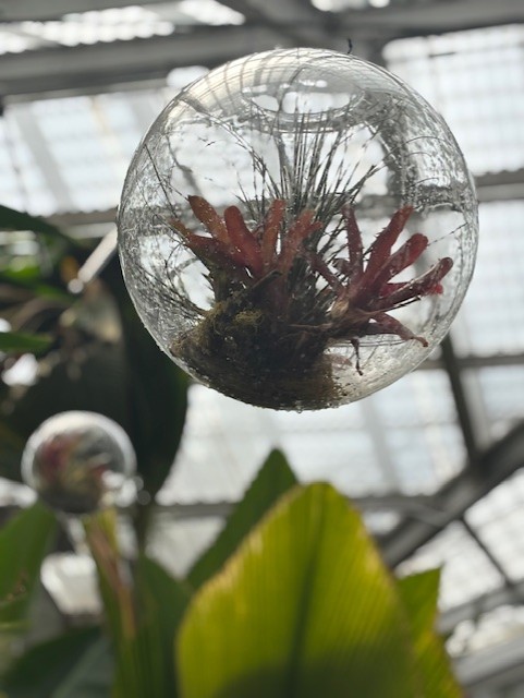 An art piece consisting of a glass orb and plants being exhibited at Sherman Library & Gardens and and Laguna College of Art + Design (LCAD) collaborative exhibition called "Reflect. Take Pause. Connect."