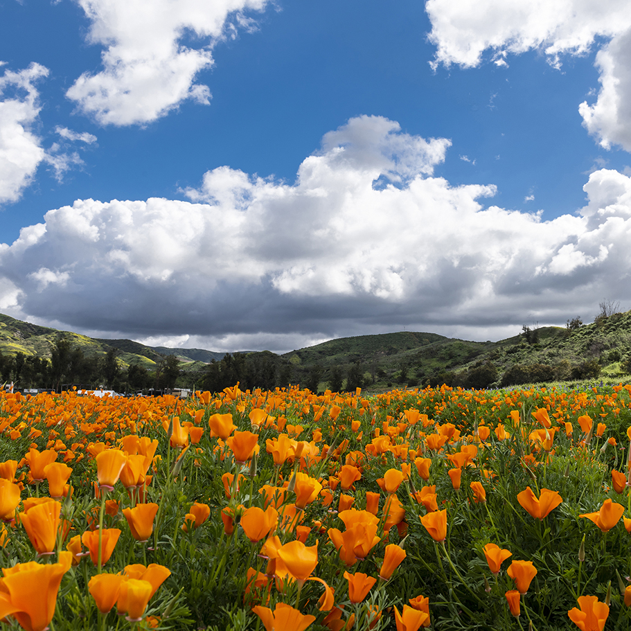 Evening Lecture: Taste Irvine Ranch’s Rich History Through Native and Agricultural Reflections