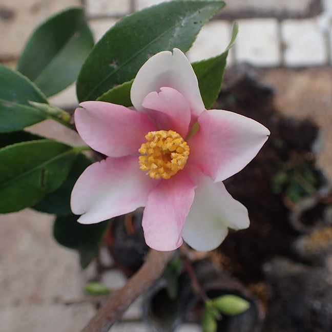 Workshop: Creating Bonsai with Dwarf Camellia