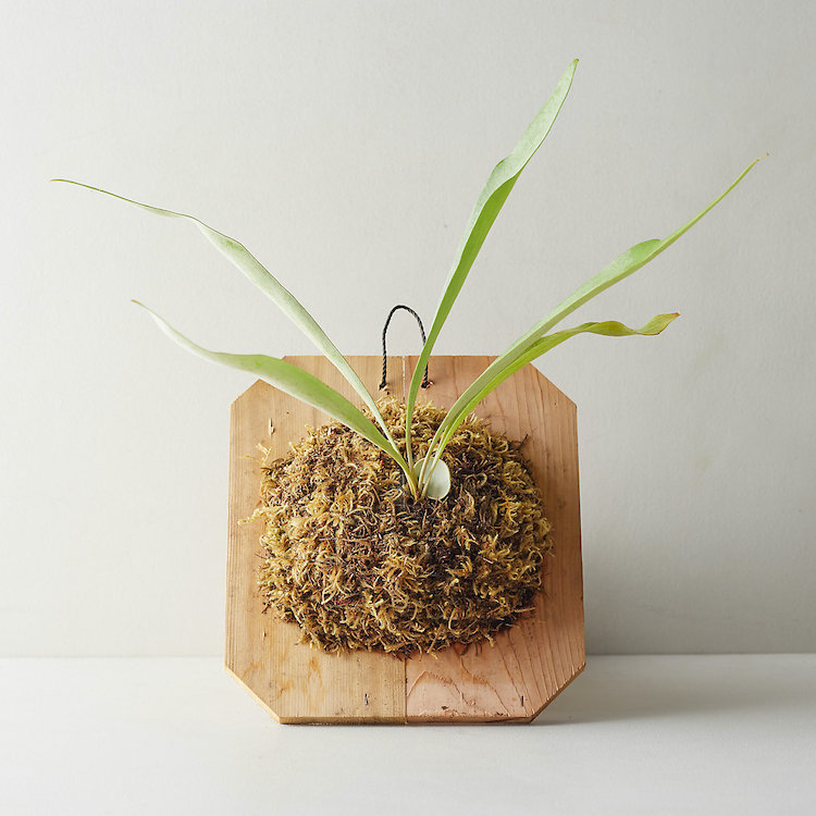 Staghorn Fern Class