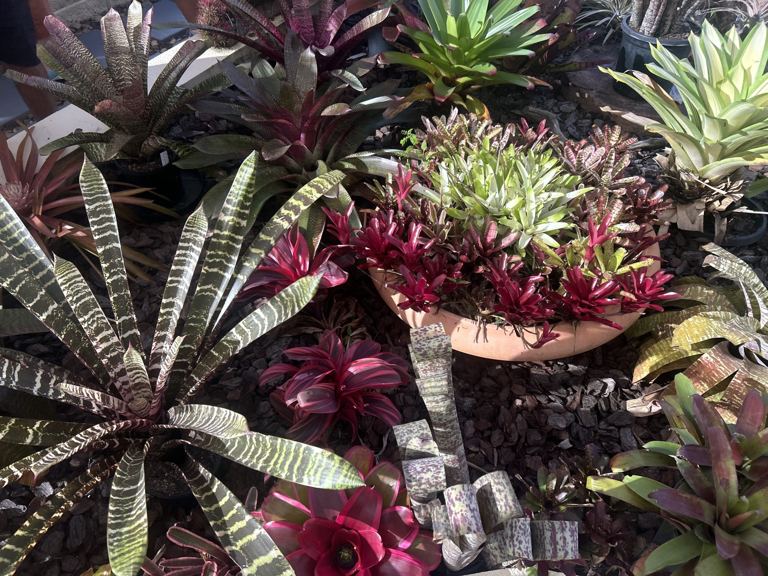 Bromeliad Living Arrangements Workshop