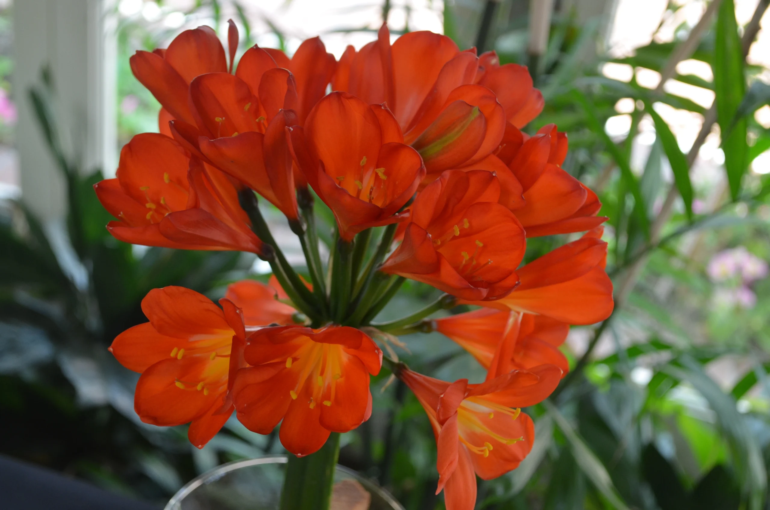 Talk and Demonstration: Dividing and Re-potting Clivias